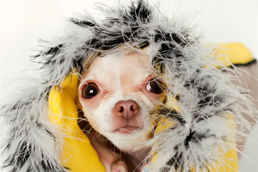El frío extremo puede poner en riesgo la salud de nuestras mascotas, por lo que se aconseja seguir ciertas precauciones. Foto: Canva