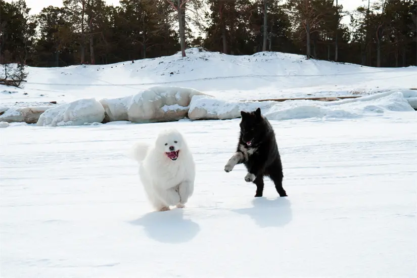 Con la llegada del frío intenso, se hace necesario extremar los cuidados hacia nuestras queridas mascotas para mantenerlas a salvo. Foto: Canva