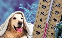 Frente frío 17  en Nuevo León pone en riesgo a las mascotas: sigue estos consejos para cuidarlas