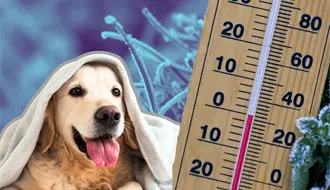 Mascotas en riesgo por el frente frío 17: Recomendaciones para cuidar a los consentidos del hogar