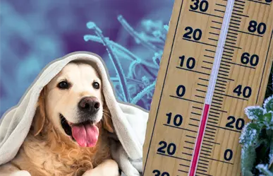 Frente frío 17  en Nuevo León pone en riesgo a las mascotas: sigue estos consejos para cuidarlas