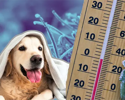 Frente frío 17  en Nuevo León pone en riesgo a las mascotas: sigue estos consejos para cuidarlas