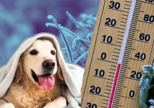 Frente fr&iacute;o 17  en Nuevo Le&oacute;n pone en riesgo a las mascotas: sigue estos consejos para cuidarlas