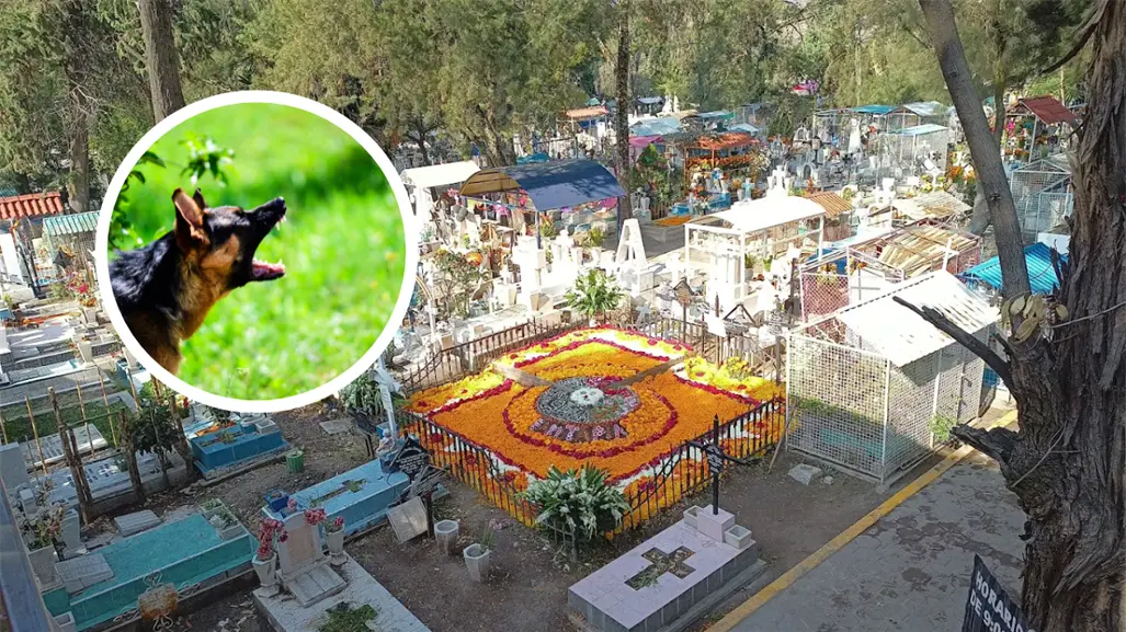 Mujer muere sobre la tumba de su hermano en panteón de la GAM y es devorada por los perros