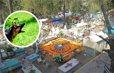 Mujer muere sobre la tumba de su hermano en panteón de la GAM y es devorada por los perros