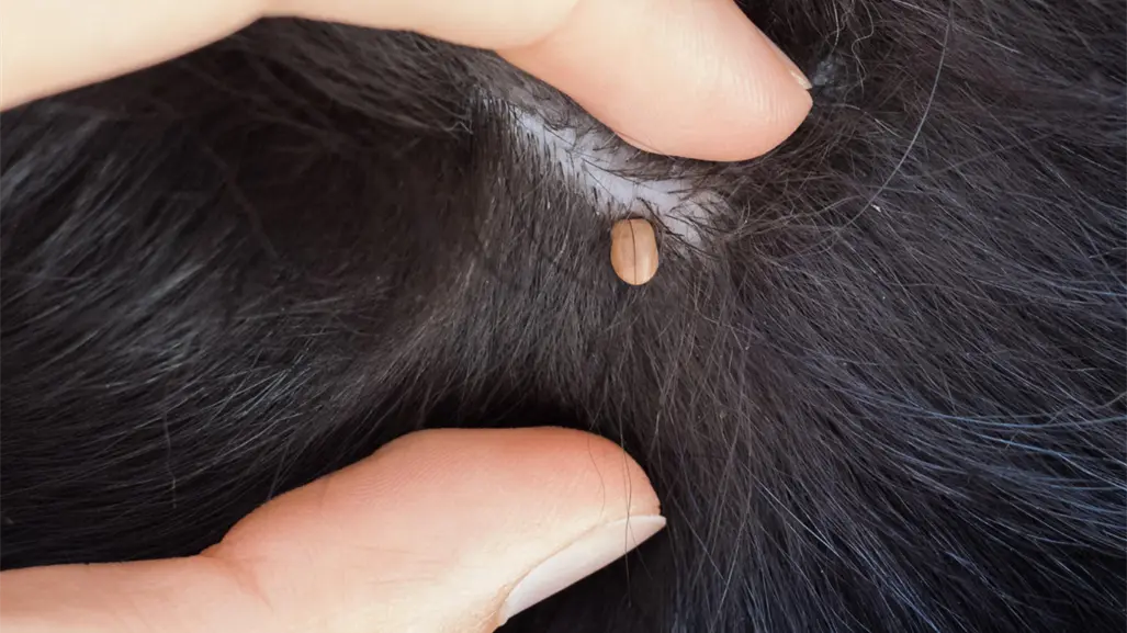 Detectan cuatro casos sospechosos de rickettsiosis en Tamaulipas