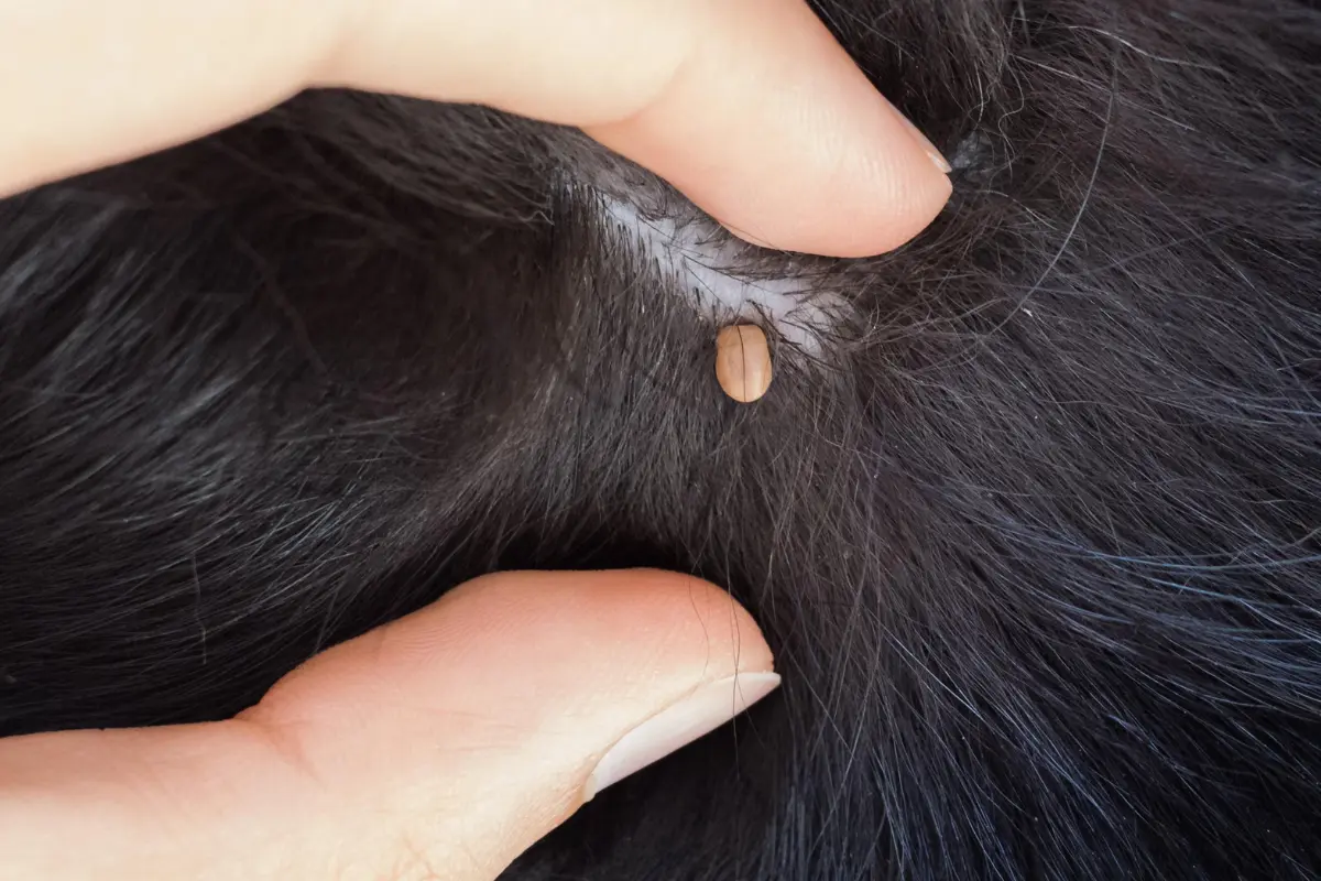 La rickettsiosis es transmitida por la garrapata café del perro. Foto: Freepik