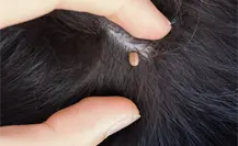 Detectan cuatro casos sospechosos de rickettsiosis en Tamaulipas