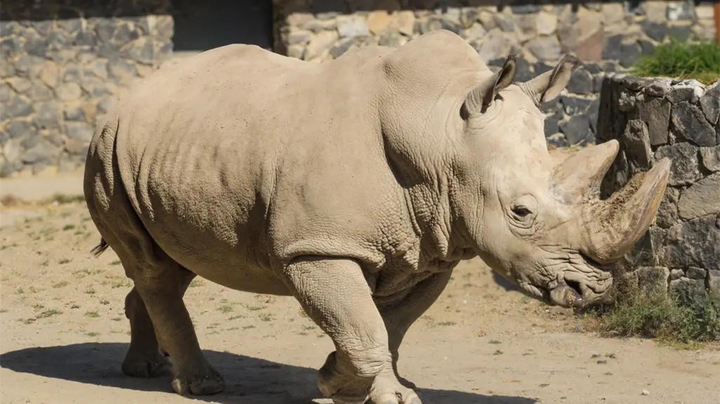 Zoológico de Zacango en Edomex tendrá entrada GRATIS en diciembre 2025: ¿cuándo y cómo funciona?