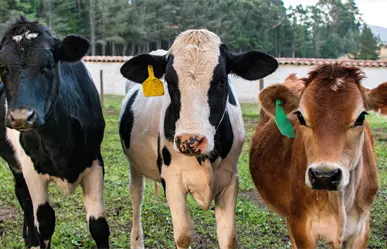 Ganado de Tamaulipas libre de gusano barrenador, pero sigue sin poder exportar