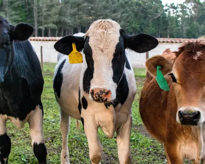 Ganado de Tamaulipas libre de gusano barrenador, pero sigue sin poder exportar