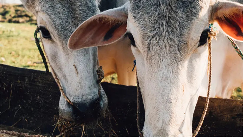 Se han realizado recorridos en municipios colindantes de Veracruz, San Luis Potosí y Nuevo León | Foto: Freepik