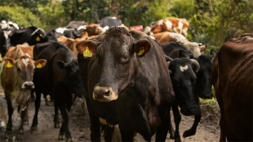 Se han destinado más de 7 millones de pesos para fortalecer el programa contra el gusano barrenador | Foto: Freepik