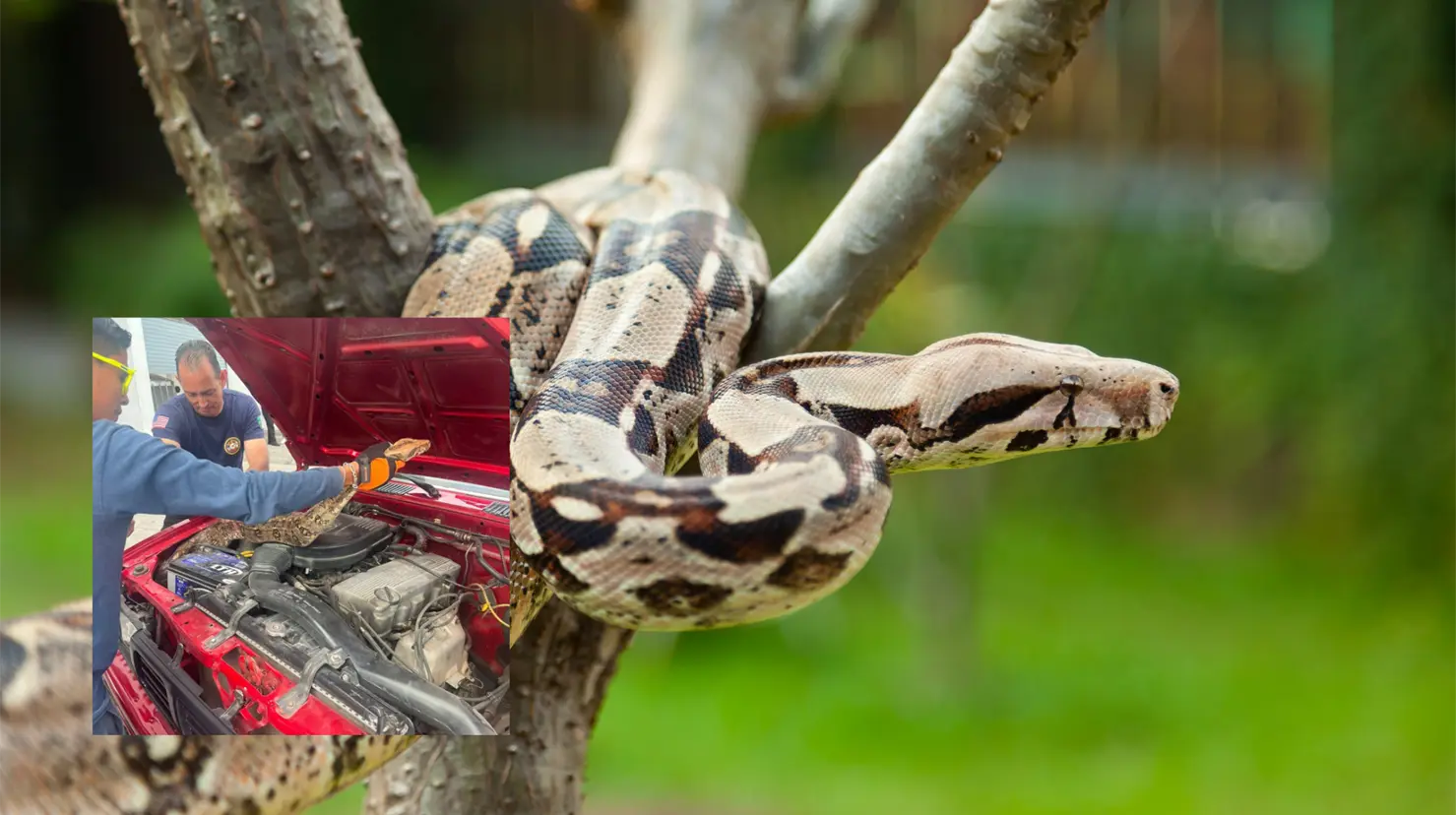Ciudadana encuentra una Boa en el motor de su vehiculo, FOTO: Imagen ilustrativa (Secretaría de Seguridad y Protección Ciudadana de Nayarit)