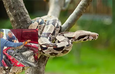 Autoridades rescatan boa constrictora hallada en motor de veh&iacute;culo en Nayarit