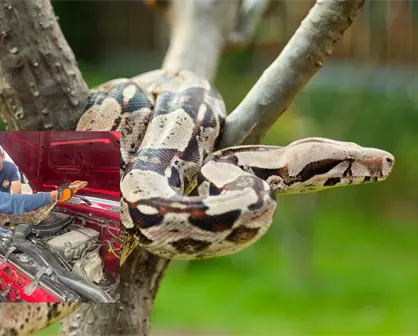 Autoridades rescatan boa constrictora hallada en motor de veh&iacute;culo en Nayarit