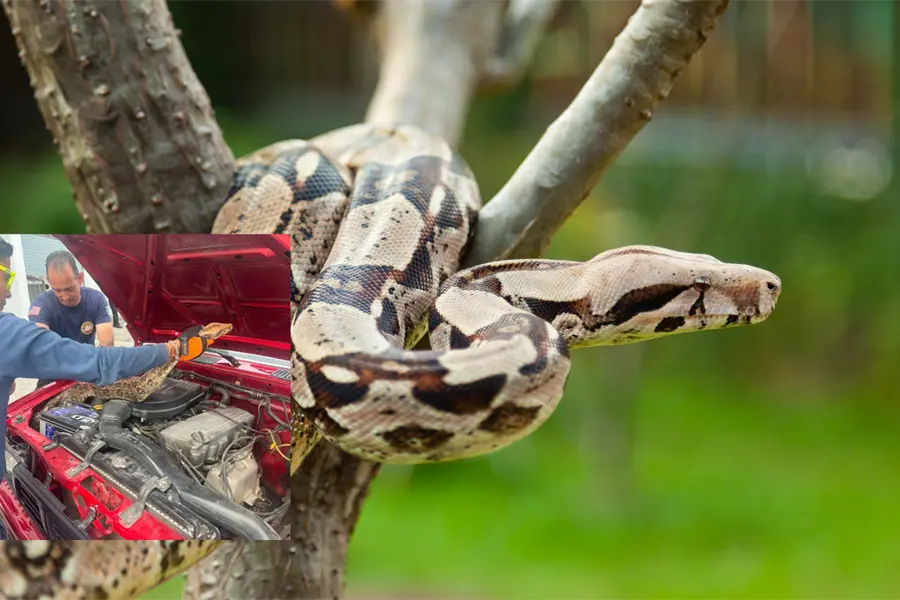 Autoridades rescatan boa constrictora hallada en motor de vehículo en Nayarit