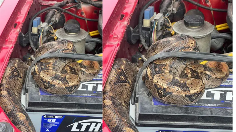 imagen recuadro Encuentro de boa constrictora dentro de un vehículo, FOTO: Facebook (Secretaría de Seguridad y Protección Ciudadana de Nayarit)