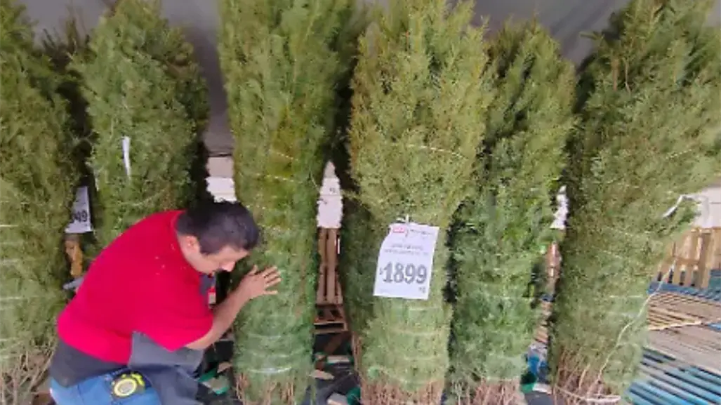 5 lugares para comprar tu árbol de navidad natural en Ciudad Victoria
