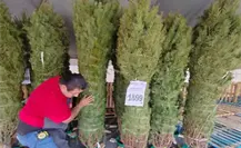 5 lugares para comprar tu árbol de navidad natural en Ciudad Victoria