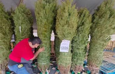 5 lugares para comprar tu árbol de navidad natural en Ciudad Victoria
