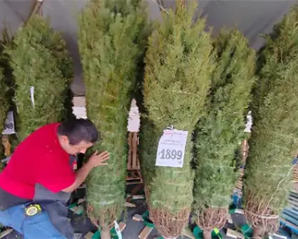 5 lugares para comprar tu árbol de navidad natural en Ciudad Victoria