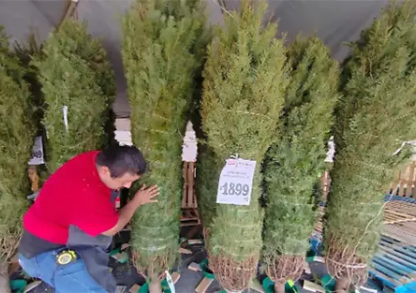 5 lugares para comprar tu árbol de navidad natural en Ciudad Victoria
