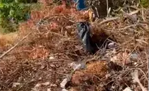 Denuncian tiradero de basura afuera de Primaria Francisco J. Múgica en La Paz Denuncian tiradero de basura afuera de Primaria Francisco J. Múgica en La Paz