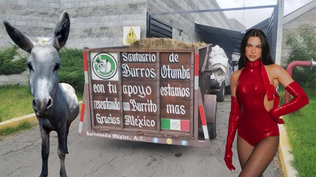 Rifan boleto de Dua Lipa para apoyar a los burros rescatados de Burrolandia en Edomex