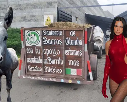 Rifan boleto de Dua Lipa para apoyar a los burros rescatados de Burrolandia en Edomex
