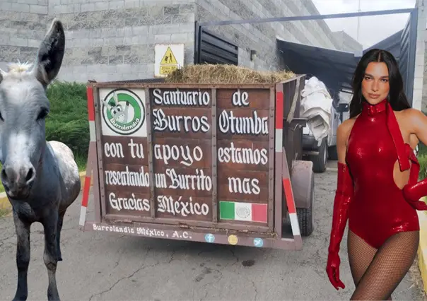 Rifan boleto de Dua Lipa para apoyar a los burros rescatados de Burrolandia en Edomex