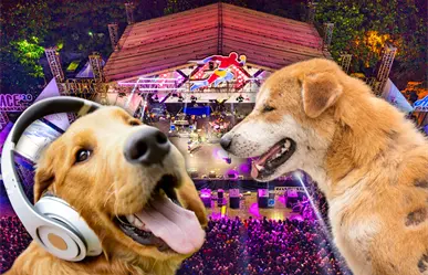 Croquetón Musical 2025: reggaetón, cumbia y toneladas de croquetas para salvar a lomitos callejeros