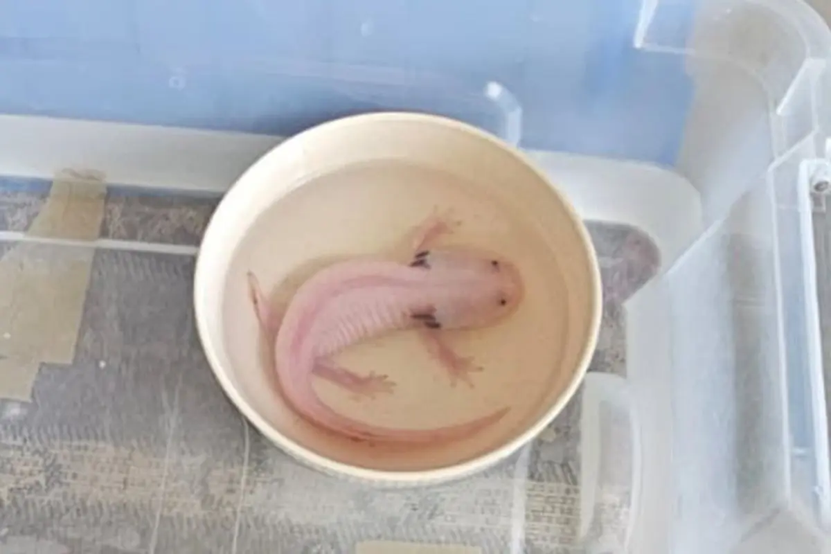 Rescate de un ajolote. Foto: @guardiaforestalnl