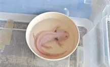 Guardia Forestal rescata ajolote abandonado en Airbnb tras reporte ciudadano Guardia Forestal rescata ajolote abandonado en Airbnb tras reporte ciudadano