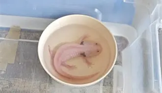 Guardia Forestal rescata ajolote abandonado en Airbnb tras reporte ciudadano