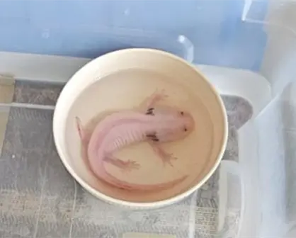 Guardia Forestal rescata ajolote abandonado en Airbnb tras reporte ciudadano