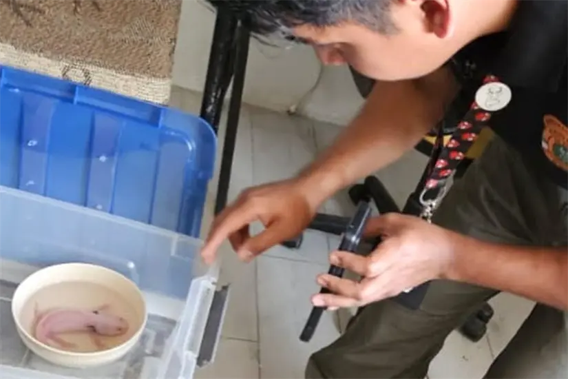 La corporación señaló que se trata del primer rescate de un anfibio efectuado por los Rangers. Foto: @guardiaforestalnl