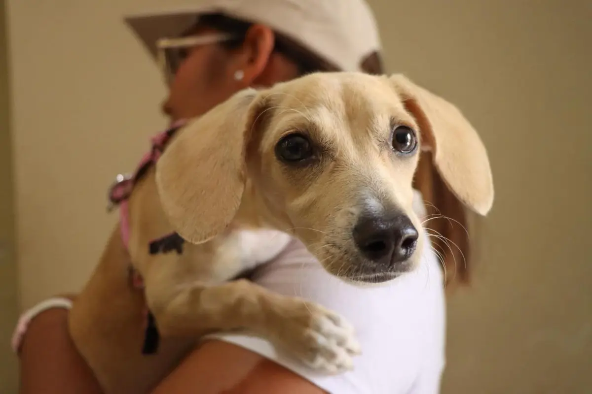 El Gobierno Municipal de Zuazua presentó las renovadas instalaciones del Centro de Bienestar Animal. Foto: Bienestar Animal Zuazua