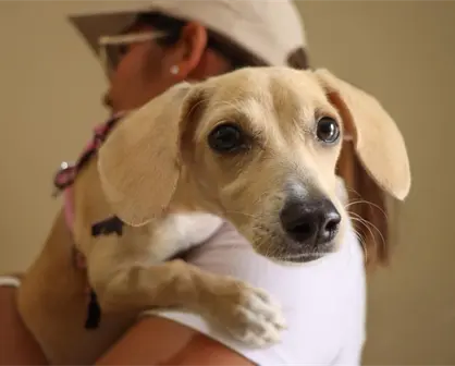 Zuazua presenta nuevas instalaciones del Centro de Bienestar Animal