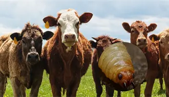 Plaga del gusano barrenador provoca activación de emergencia en México