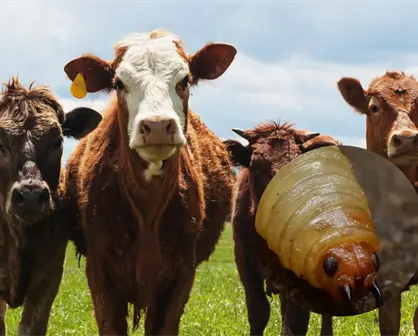 Gobierno de M&eacute;xico activa emergencia nacional de sanidad animal por gusano barrenador