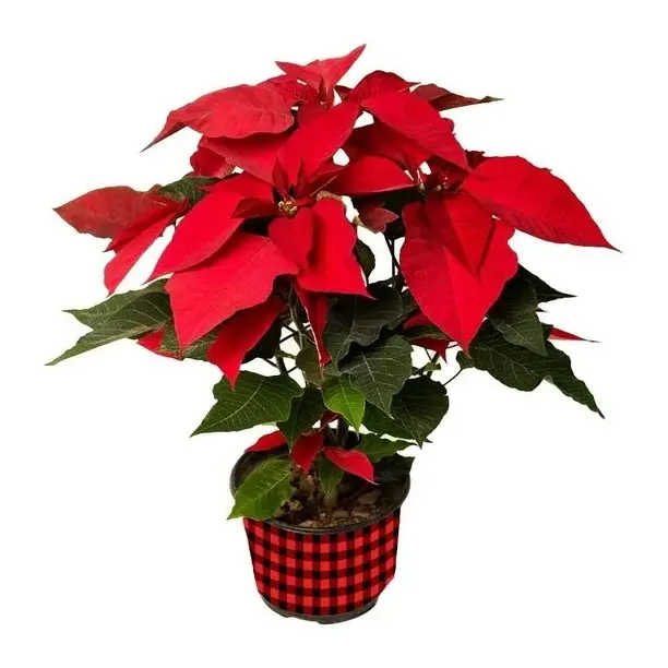 Foto: Bodega Aurrera.