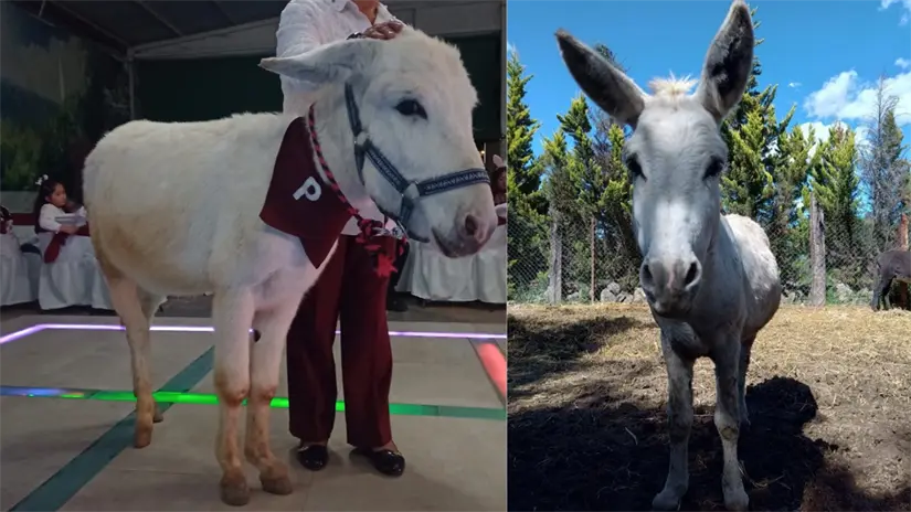 imagen recuadro Ejemplares de este emblemático animal. | Foto: Especiales