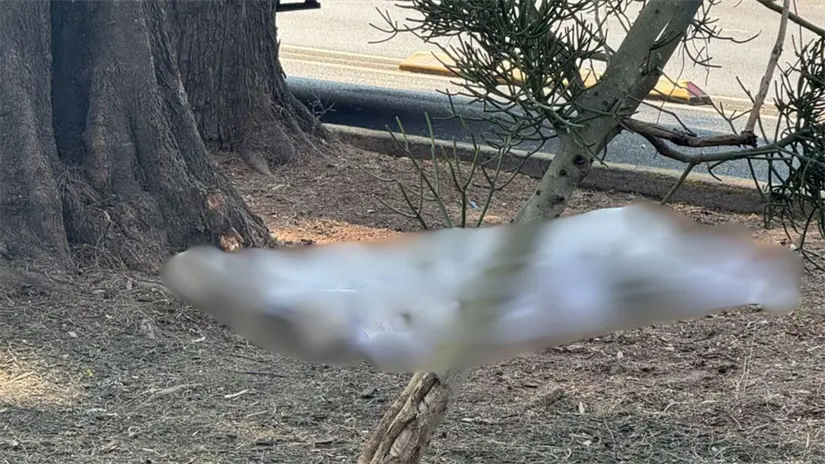 Muerte de ciclista en Metrobús Eduardo Molina. Foto: Ramón Ramírez 