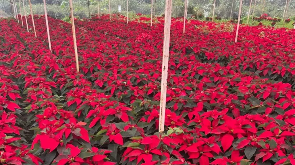 Navidad 2025: ¿dónde comprar Nochebuenas en La Paz y cúanto cuestan?