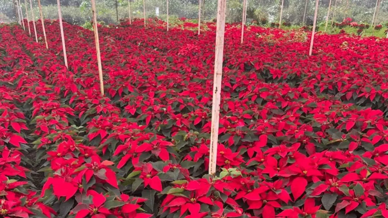 Los precios de esta planta podrían variar entre los $60 a $250, según el lugar donde lo compres. Foto: Yesica Aviles / Facebook.