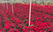 Navidad 2025: ¿dónde comprar Nochebuenas en La Paz y cúanto cuestan?