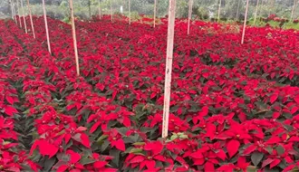 Navidad 2025: ¿dónde comprar Nochebuenas en La Paz y cúanto cuestan?