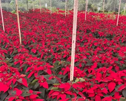 Navidad 2025: ¿dónde comprar Nochebuenas en La Paz y cúanto cuestan?