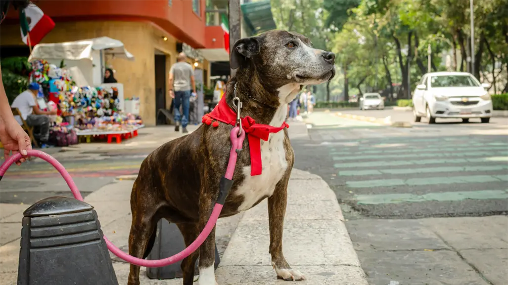 Lista de los mejores parques para pasear a tu perro en CDMX: ¿dónde están y cómo llegar fácilmente?